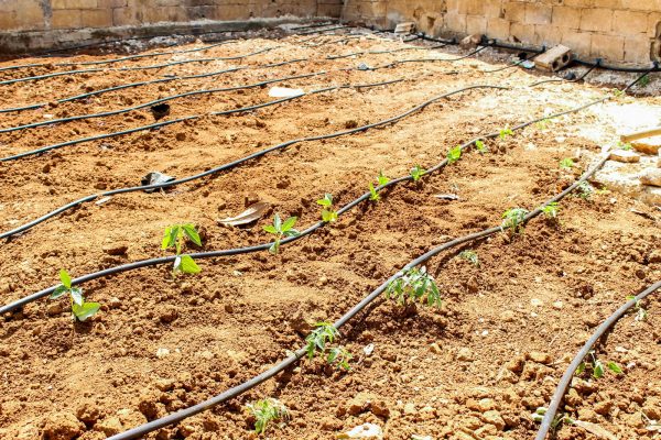 وبات الأهالي يزرعون حدائق منازلهم في ريف إدلب تصوير دارين الحسن