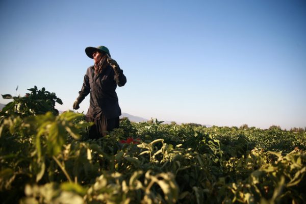 A woman harvesting tomatoes in an agricultural project near Hamouriah city in Eastern Ghouta in the summer of 2017.